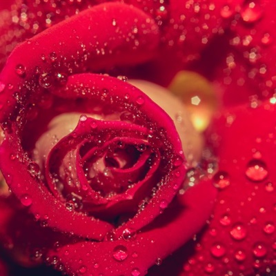 鲜艳热情最好看的玫瑰花微信头像图片