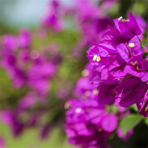 紫色花朵头像，紫色三角梅图片