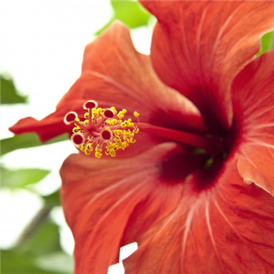 色彩艳丽红色花朵头像，好看的木槿花图片