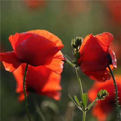 红色花朵头像，个性唯美红色的罂粟花图片