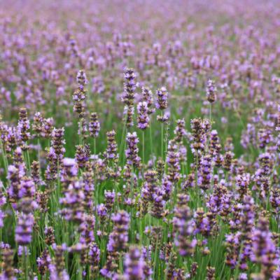 薰衣草最美头像，漂亮唯美紫色的薰衣草图片