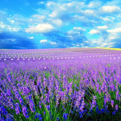 薰衣草最美头像，漂亮唯美紫色的薰衣草图片