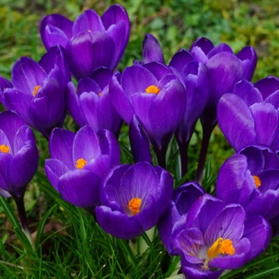 紫色花头像，紫色鲜花头像图片