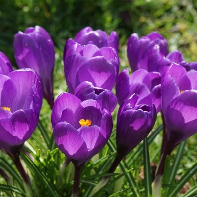 紫色花头像，紫色鲜花头像图片