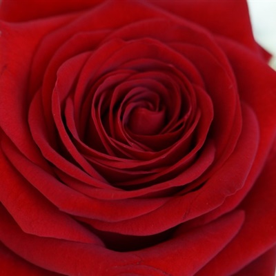 妖艳的红玫瑰微信头像图片，红玫瑰头像暗示我爱我