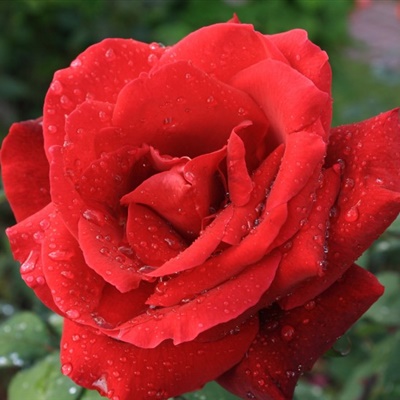 妖艳的红玫瑰微信头像图片，红玫瑰头像暗示我爱我