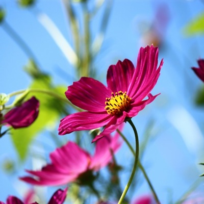 清新花朵头像，好看淡雅唯美的波斯菊图片