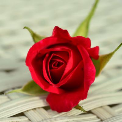 玫瑰花微信头像图片，最新唯美玫瑰花朵图片