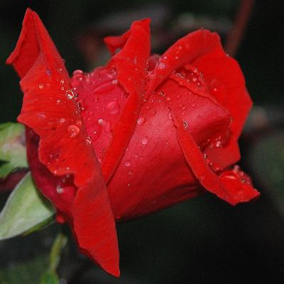 玫瑰花微信头像图片，最新唯美玫瑰花朵图片