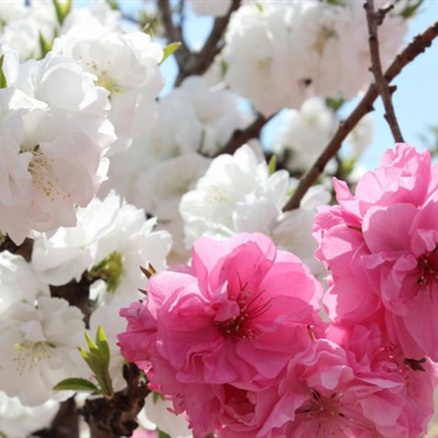 最美樱花微信头像，粉色的樱花看起来比较漂亮吧