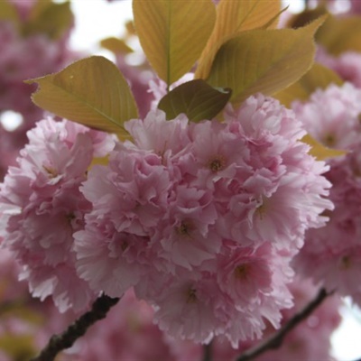最美樱花微信头像，粉色的樱花看起来比较漂亮吧