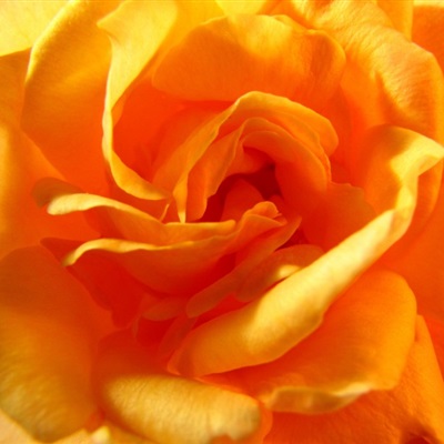 黄玫瑰微信头像，让人看了就静心的玫瑰花头像图片