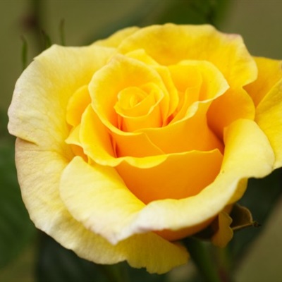 黄玫瑰微信头像，让人看了就静心的玫瑰花头像图片