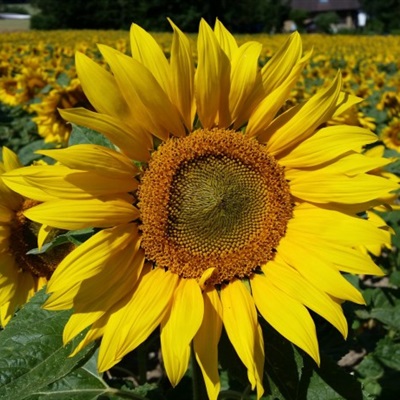 适合微信头像向日葵花，金色的向日葵真的是太美了