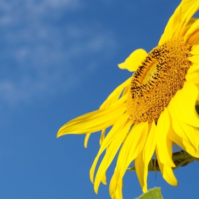 适合微信头像向日葵花，金色的向日葵真的是太美了