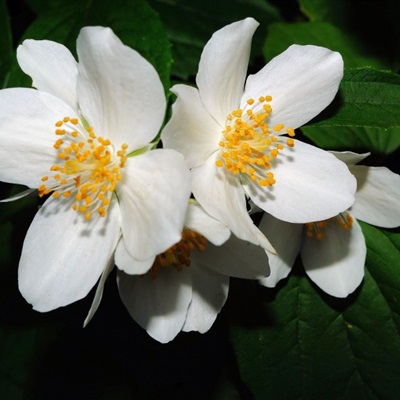 好看的微信花朵图像，清新淡雅的茉莉花图片