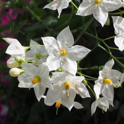 好看的微信花朵图像，清新淡雅的茉莉花图片