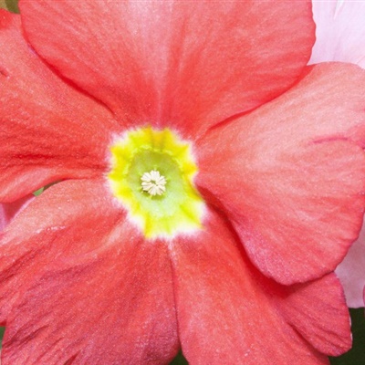 鲜艳花朵头像，各种颜色的报春花图片
