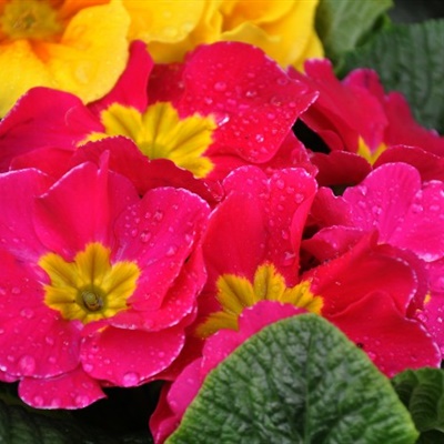 鲜艳花朵头像，各种颜色的报春花图片