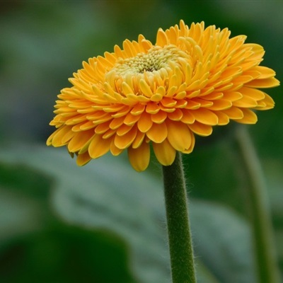 花的图片头像 清新唯美大气的非洲菊