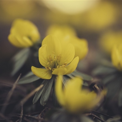 花朵风景头像图片，小清新的花朵给你带来好运气