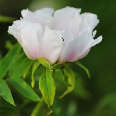 牡丹花头像微信头象，娇艳迷人的牡丹花图片