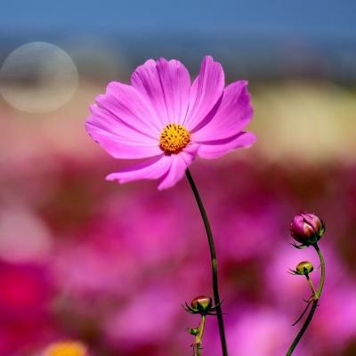 粉色花朵头像 唯美粉色系植物花卉