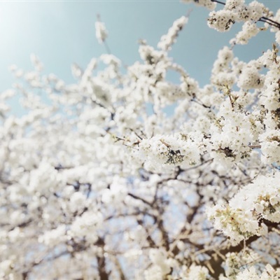 梨花微信头像 雪白唯美的梨花头像图片大全