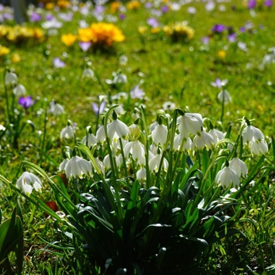 春暖花开图片微信头像 洁白的雪花莲图片