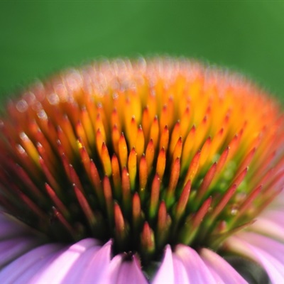 微信花朵头像 多姿多彩的松果菊图片