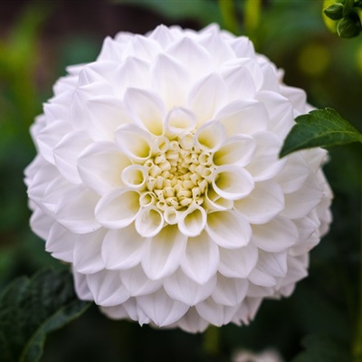 好看白色花朵微信头像 白色淡雅的大丽花很美