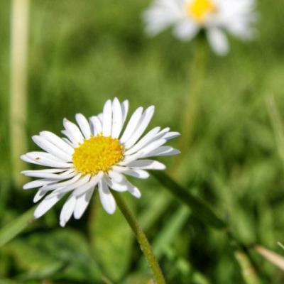 清新花朵头像 清新淡雅小雏菊图片