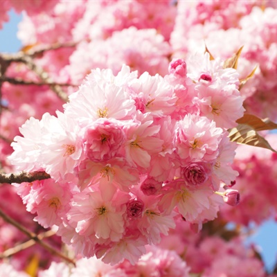 樱花微信头像 盛开的粉红樱花图片