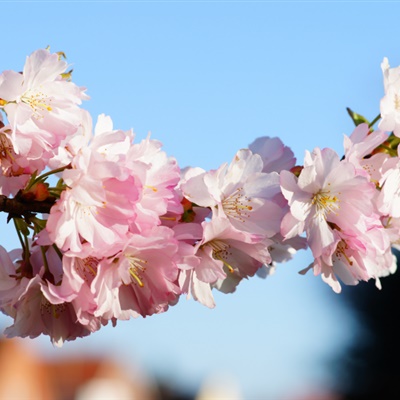 樱花微信头像 盛开的粉红樱花图片