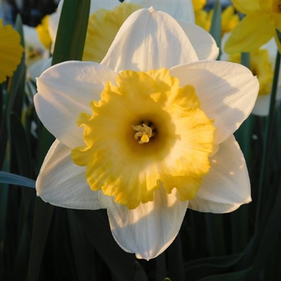 白色和黄色的水仙花QQ微信头像图片