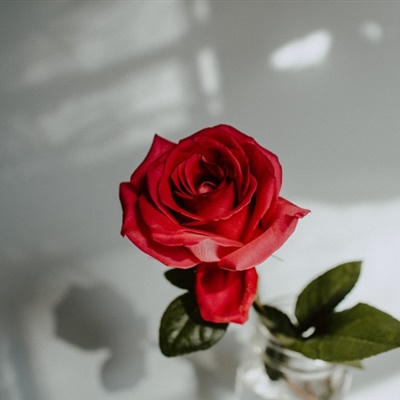 好看的红玫瑰头像，一朵红玫瑰微信头像送给喜欢的你