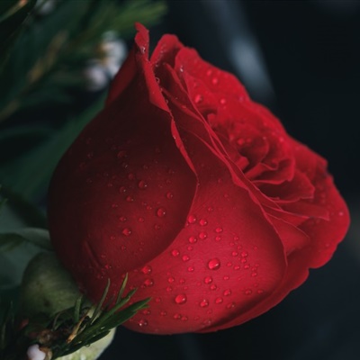 好看的红玫瑰头像，一朵红玫瑰微信头像送给喜欢的你