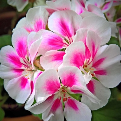 各种颜色的天竺葵花朵微信头像图片