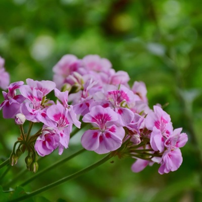 各种颜色的天竺葵花朵微信头像图片