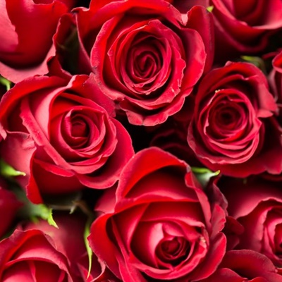 红色玫瑰头像，热情洋溢的红色玫瑰微信头像图片