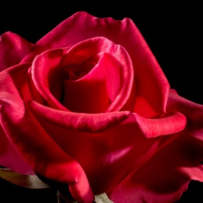 红色玫瑰头像，热情洋溢的红色玫瑰微信头像图片