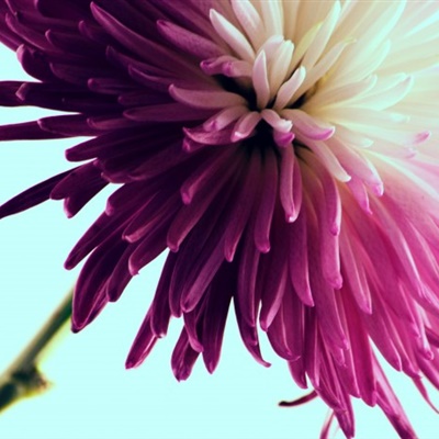 高清微信头像 五颜六色的菊花做微信头像非常不错