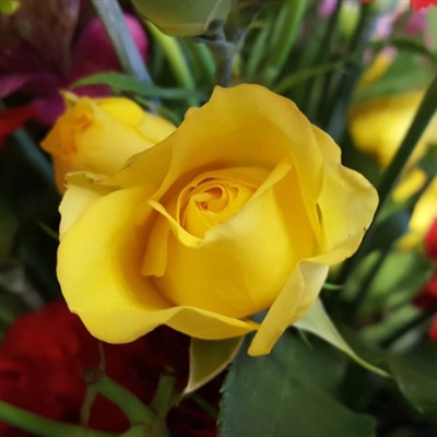 五颜六色的玫瑰鲜花微信头像图片
