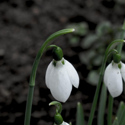 白色花朵微信头像 洁白的雪花莲特写图片