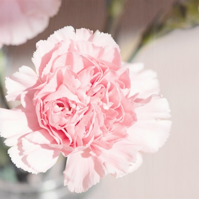 唯美花朵头像 温馨淡雅的康乃馨图片