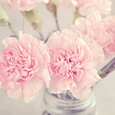 唯美花朵头像 温馨淡雅的康乃馨图片