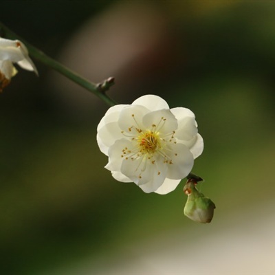 梨花头像 淡雅似雪的梨花图片