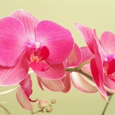 适合微信头像的花朵图片 仙气十足的蝴蝶兰