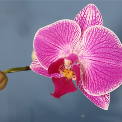 适合微信头像的花朵图片 仙气十足的蝴蝶兰