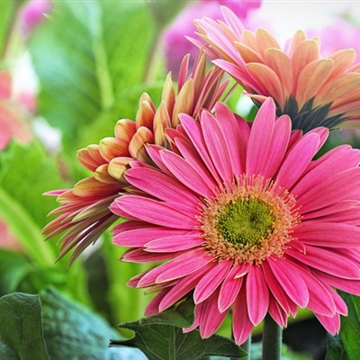 颜色鲜艳的非洲菊花朵微信头像图片